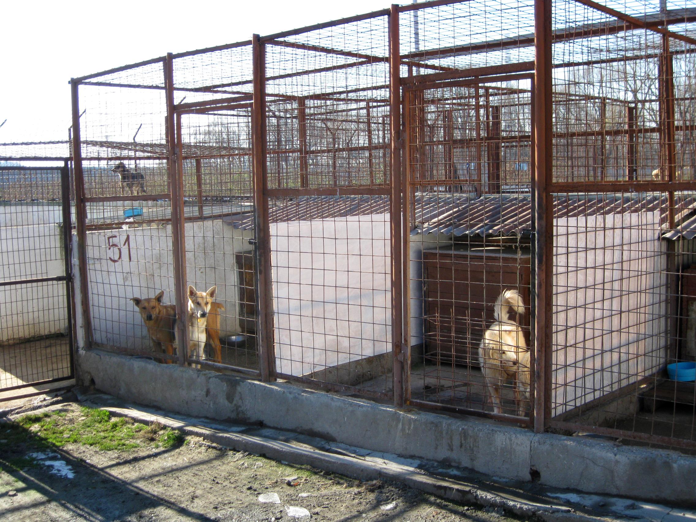 The animal shelter where our Veterinary Medicine interns in Romania work. Dogs wait patiently for their turn to be walked by Veterinary Medicine interns in Romania.